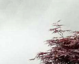 人造雾技术：在科学与美学的交汇处重构环境体验